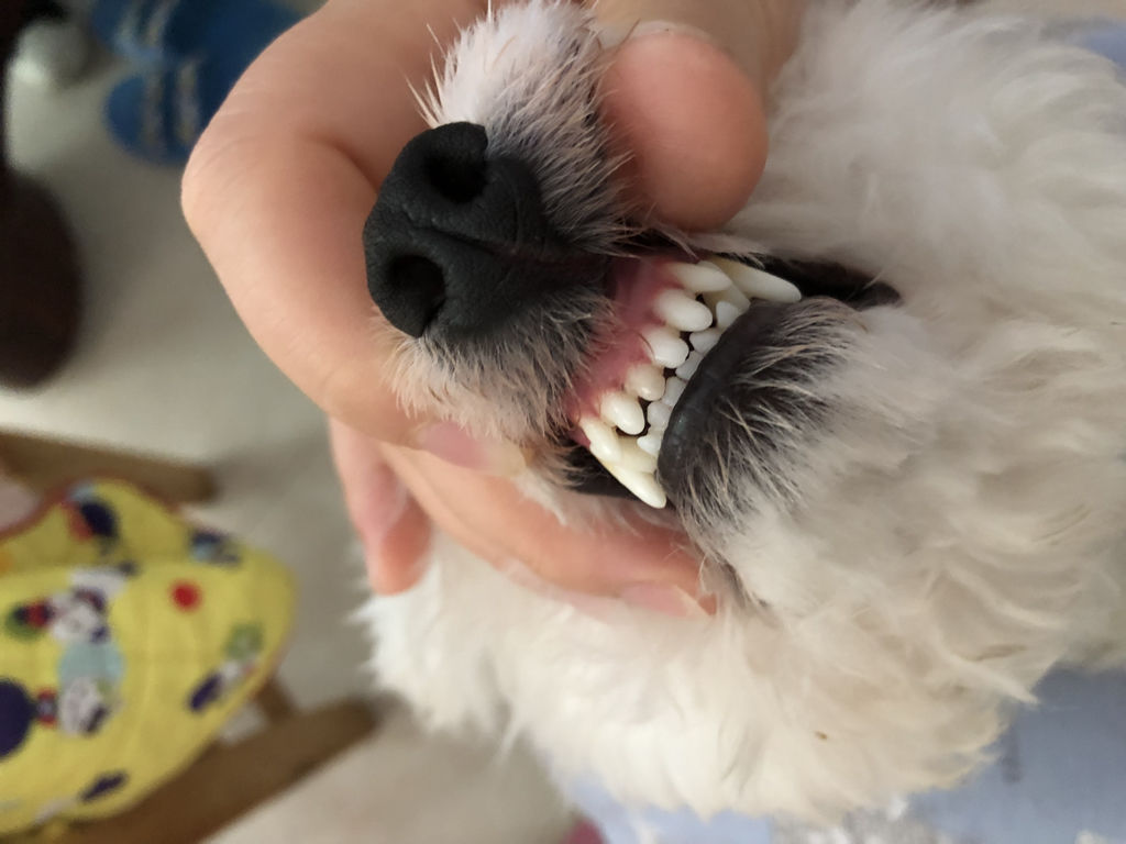 比熊犬这5部位碰不得,比熊身上有些地方的毛不是特别白