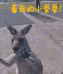 袋鼠和人打架视频,袋鼠为什么喜欢和狗狗打架