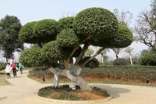 北方庭院种植景观树,庭院四季常青的景观树