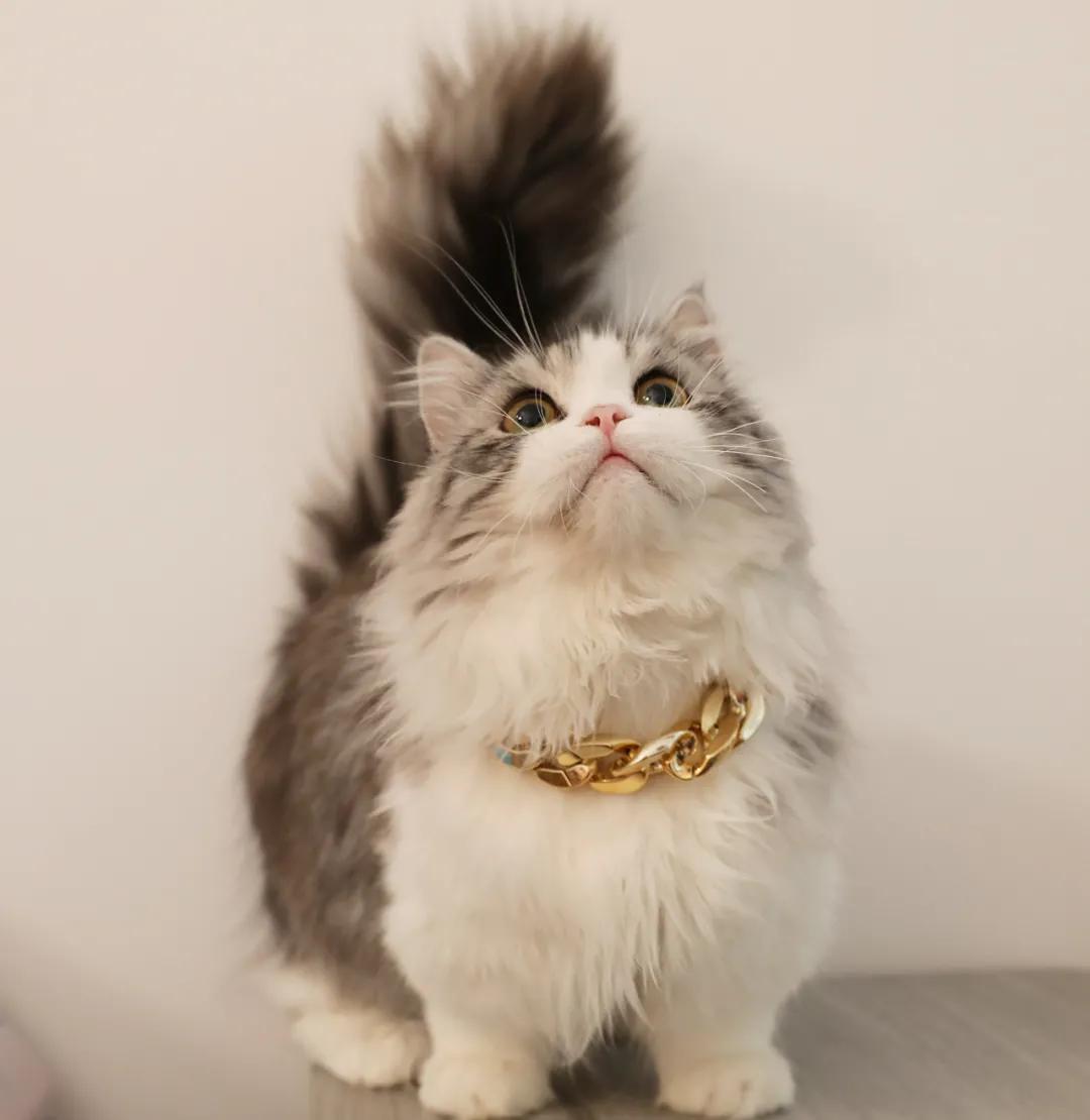 矮脚长毛大松尾拿破仑猫,长毛大尾巴拿破仑矮脚猫