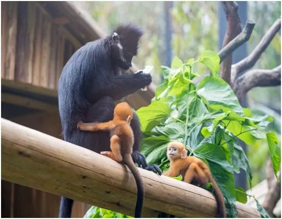 2021国庆节广州长隆野生动物门票,广州长隆野生动物世界门票攻略