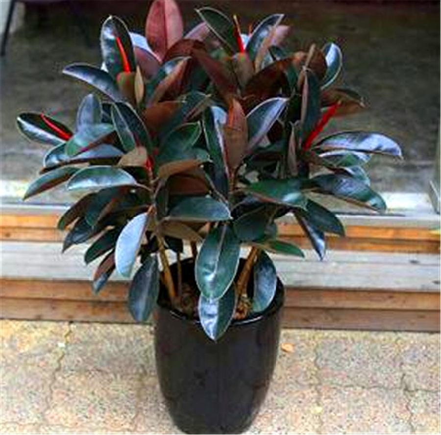 橡皮树怎样才能不长高叶子黑又亮,橡皮树侧芽怎么才能长出来