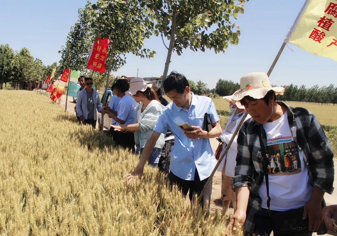 中仁含菌复合肥,中微量元素肥料让您放心省心