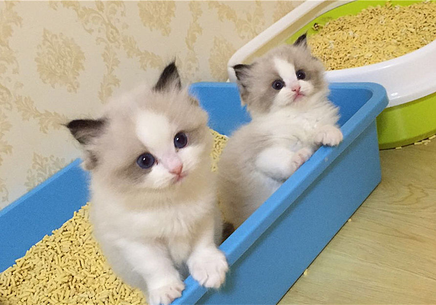 猫咪四岁可以继续养奶猫吗,猫咪多大可以离开母猫单独喂养