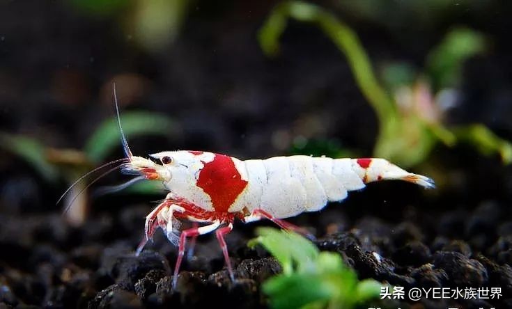 人工养殖虾最新价格,最新的观赏虾