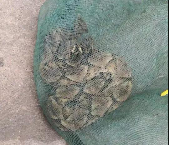 还没看《神奇动物在哪里》?没关系,你错过的神奇动物都在这里