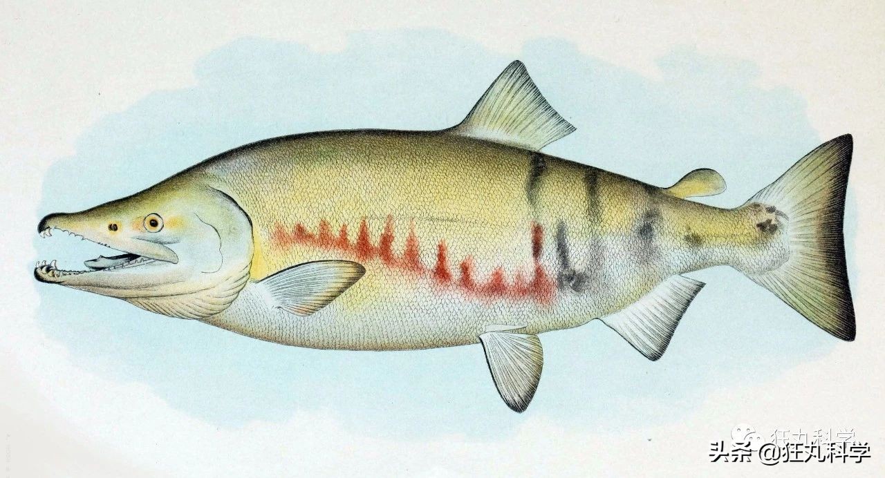 吃完屁股就流油的鱼,吃完屁股里冒油的鱼