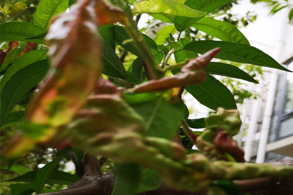 春雷喹啉铜可以治疗桃树缩叶病吗,辛菌胺醋酸盐对桃树缩叶病有效吗