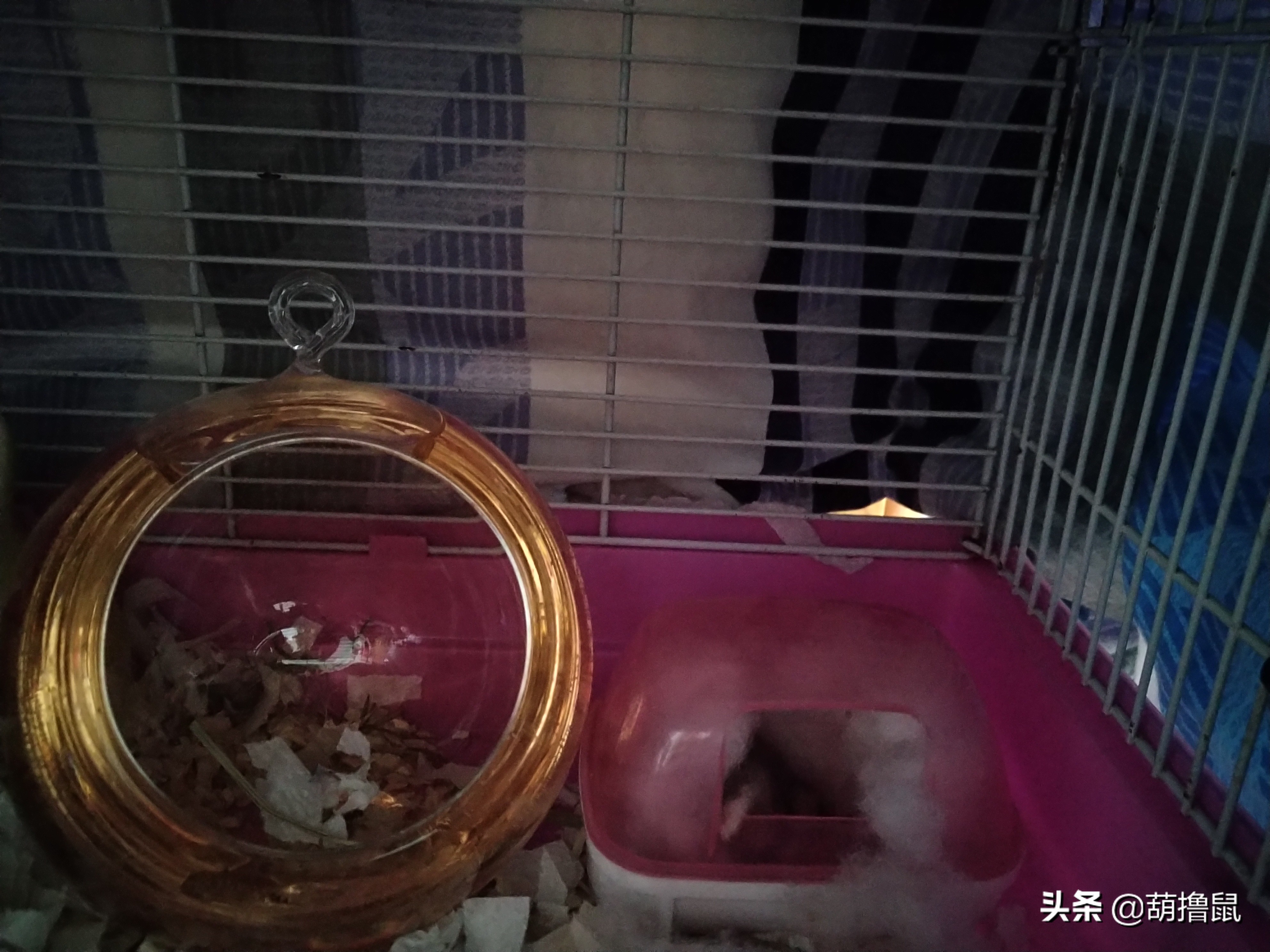 仓鼠怀孕注意事项和禁忌,仓鼠怀孕后一定要分开养吗