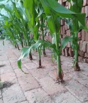 中国的种菜天赋要多离谱,中国种菜天赋惊呆外国人解说