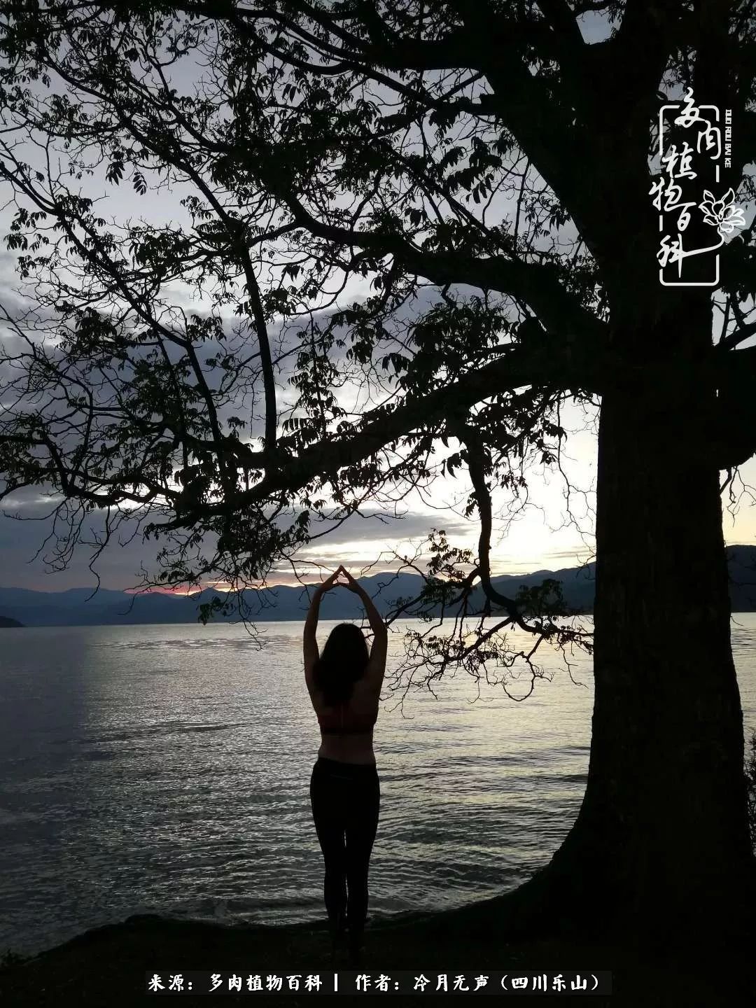 时光见证多肉故事,关于多肉的故事