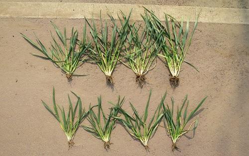 粮食价格暴涨对农民真的好吗,粮食涨价不可怕