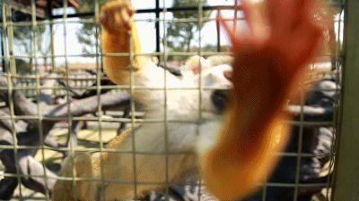 田园嘉乐比-国庆献豪礼!乐园超值游玩攻略