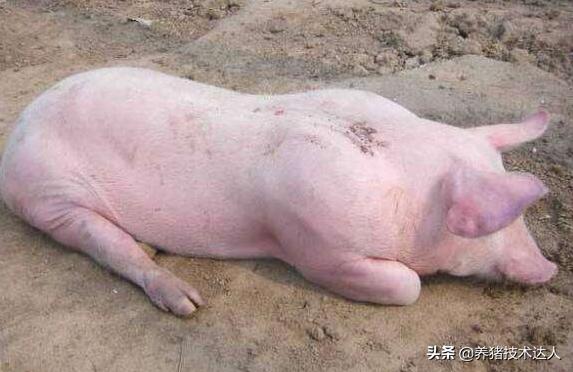 小猪容易得高热病吗,小猪预防疾病吃什么药