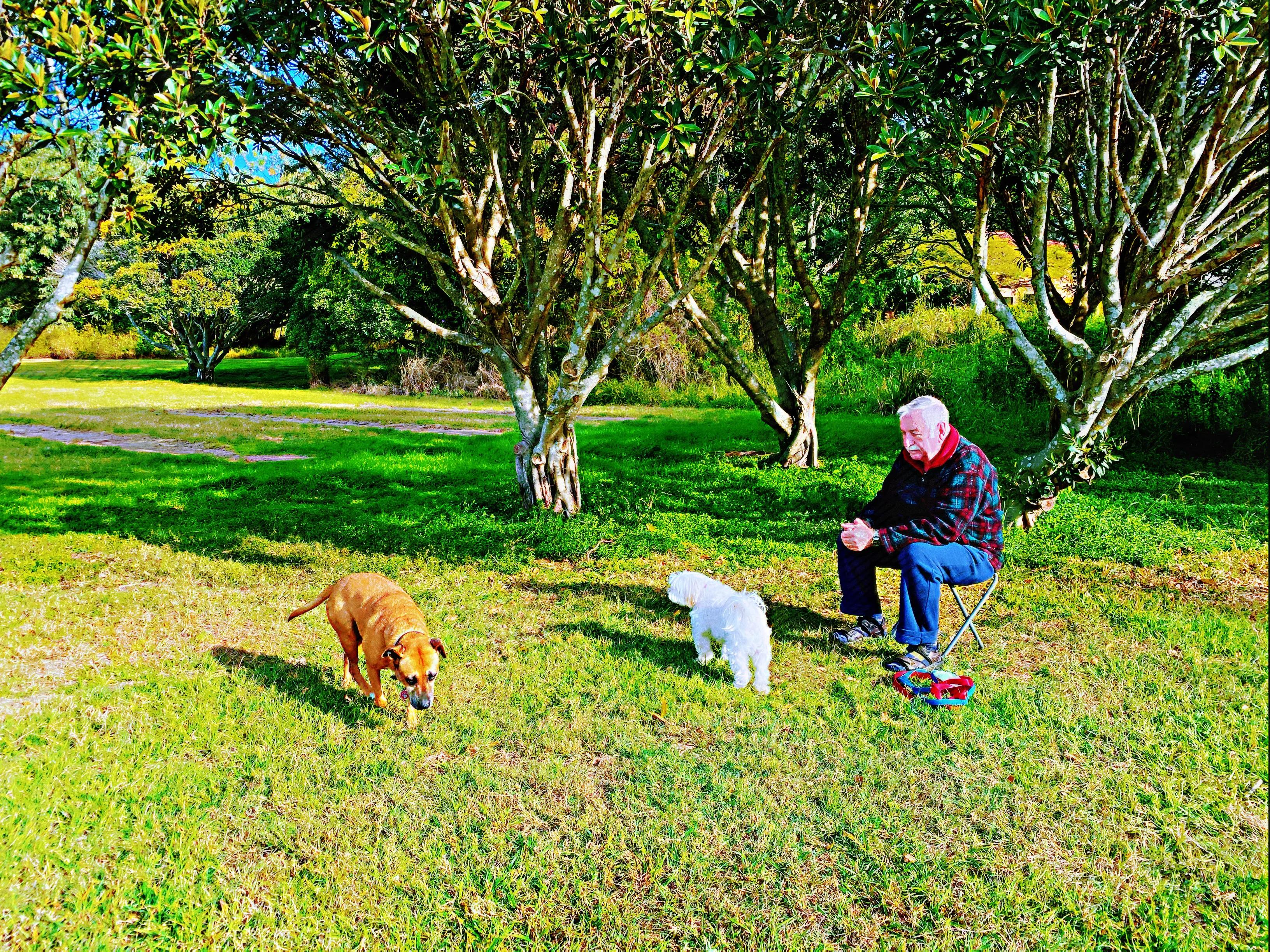 澳洲散记/留在图片里的老人与狗