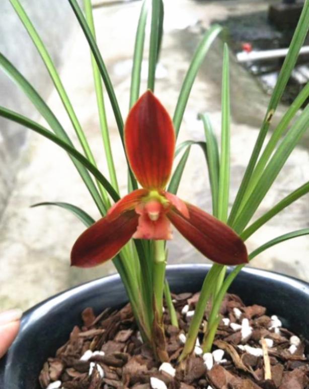 红河红花兰花图片,云南红河兰花名品