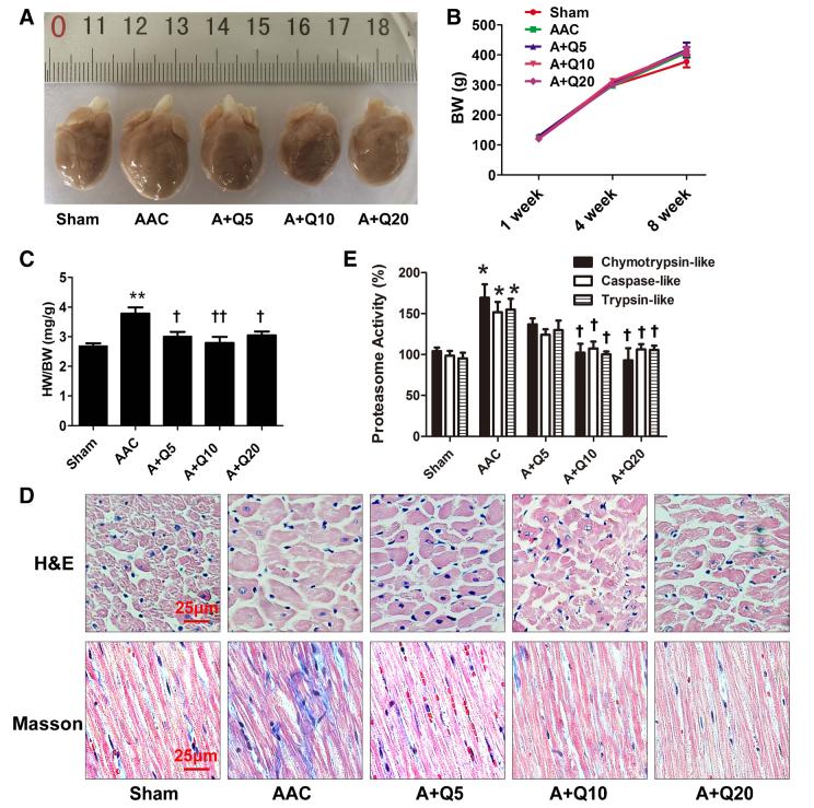 槲皮素对治疗肺部疾病有效果吗,槲皮素的抗炎免疫及部分机制研究