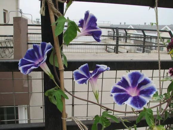 牵牛花到处游,牵牛花随便种