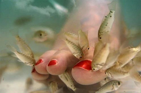 温泉鱼疗真能治病还是另有隐患,鱼疗温泉可以泡全身吗