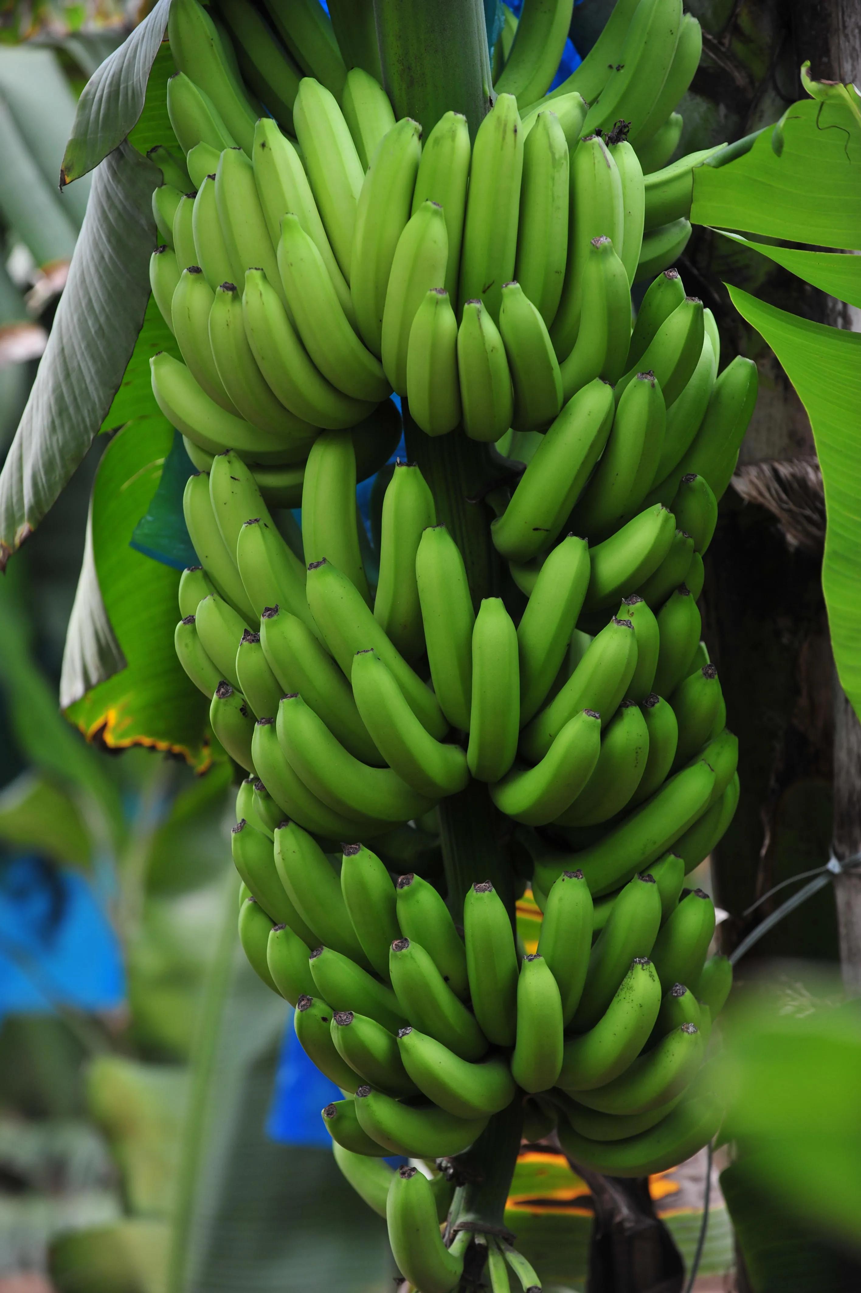 一年四季的时令蔬菜,一年四季的时令水果大全