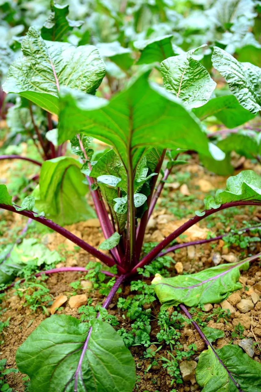 中国清真菜十大名菜,中国顶级美食招牌菜