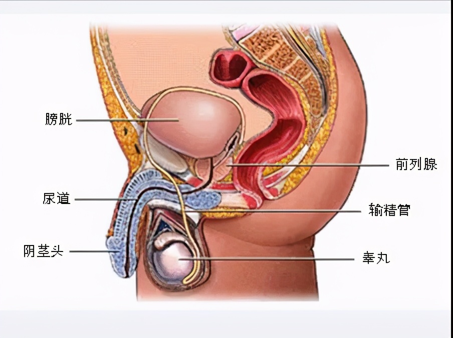 慢性前列腺炎怎么治疗才能除根呀,得了前列腺炎如何让医生辨证治疗