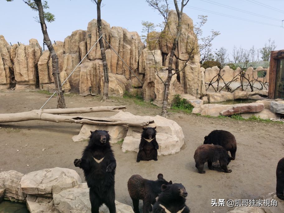 不一样的南通动物园,南通森林野生动物园和上海动物园