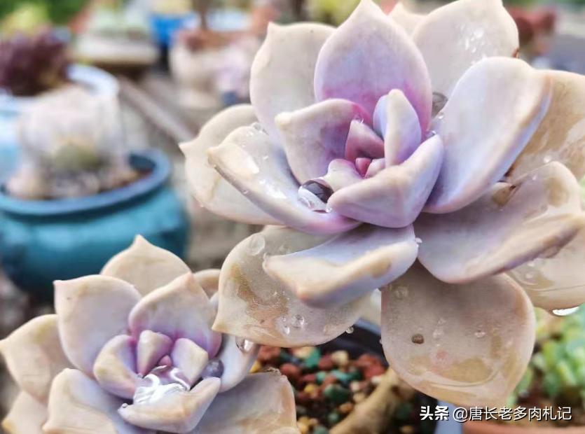 紫乐和华丽风车种一起可以吗,多肉华丽风车和粉兔