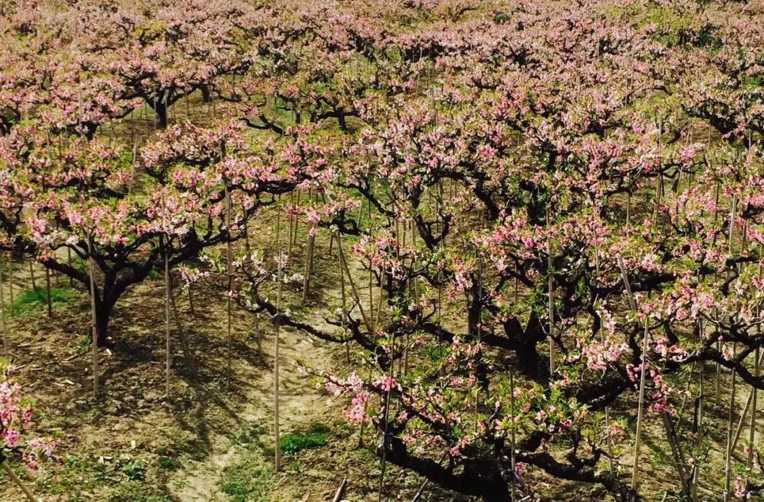 上海南汇:“金大团,银新场,铜周浦,铁惠南”这句话还灵吗?