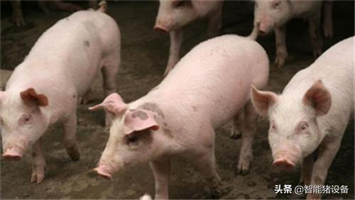 母猪高产饲养方法,要想养好猪怎么养