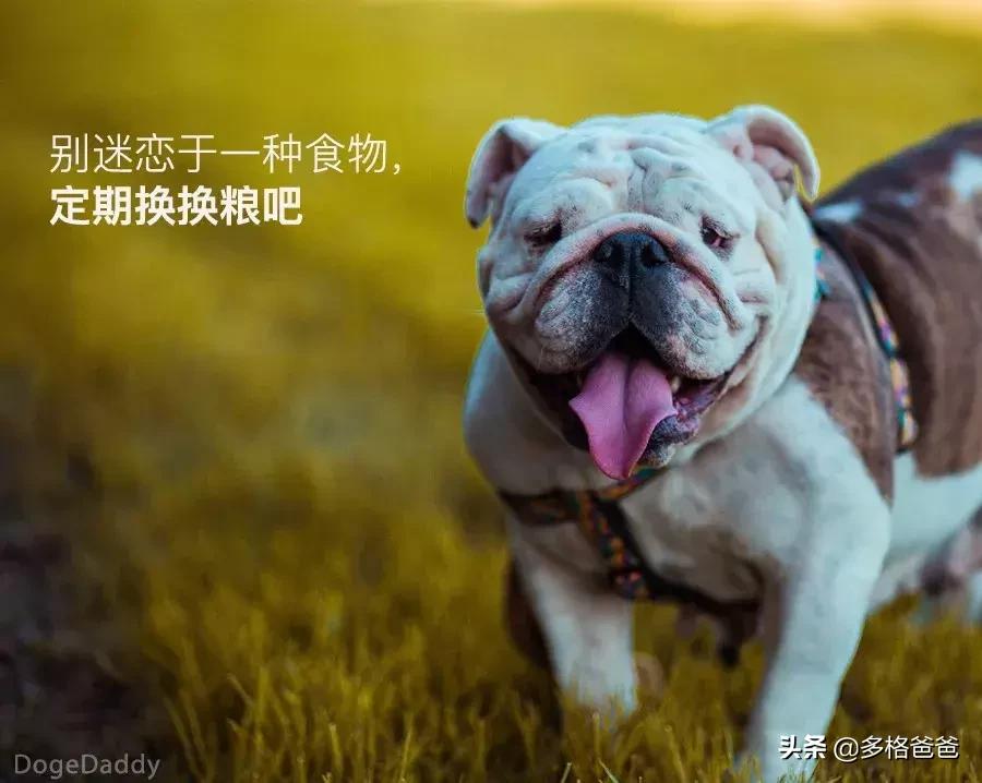 下一个狗年要等几年,下一个狗年还有多少年