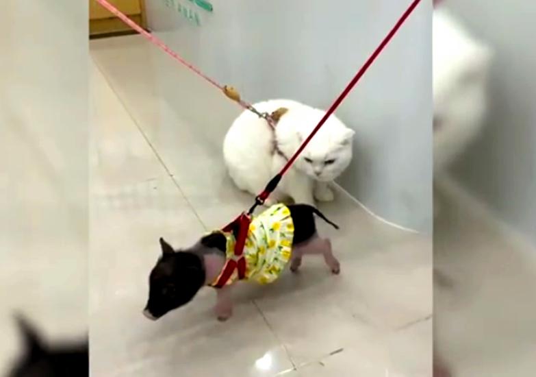 128买包怀疑是假lv,128元买lv包