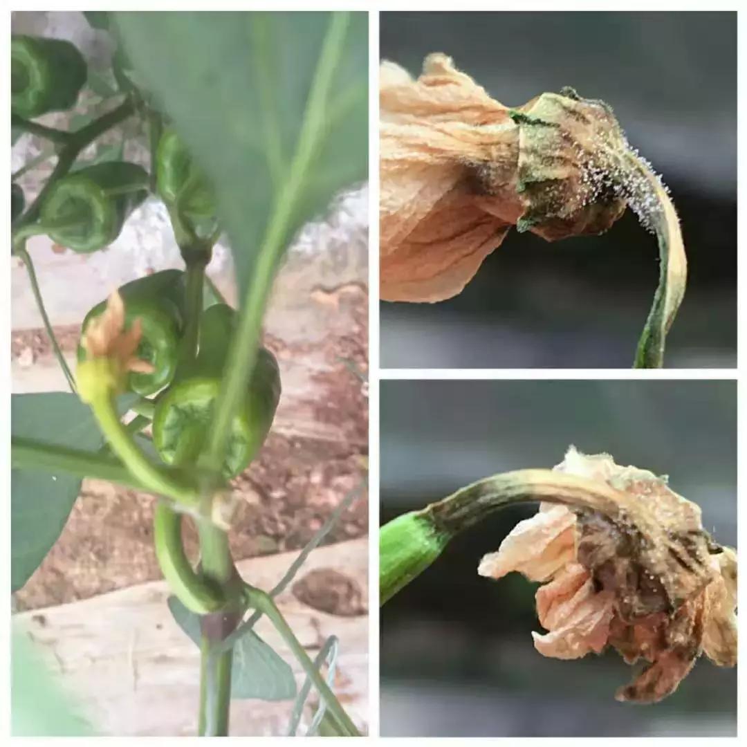 巴斯夫锐收果香杀菌剂作用,农药杀菌剂分类与杀菌作用