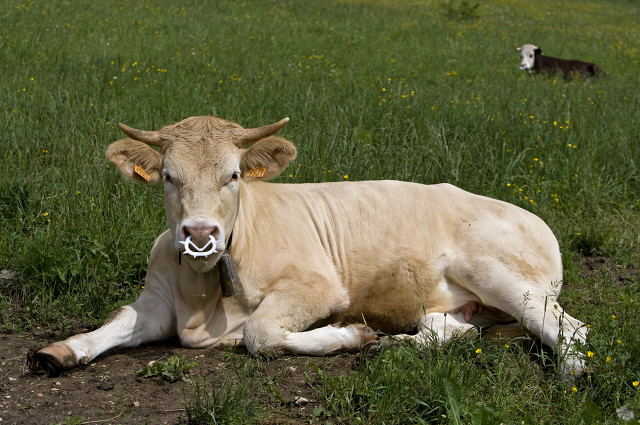 临床的书,临床的解释