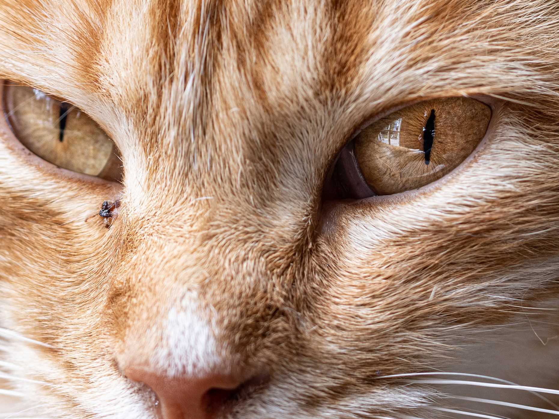 富士gfx50sii视频测试,富士高端相机gfx100s参数