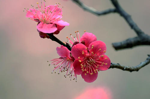 关于日本的樱花文化,樱花文化发展史