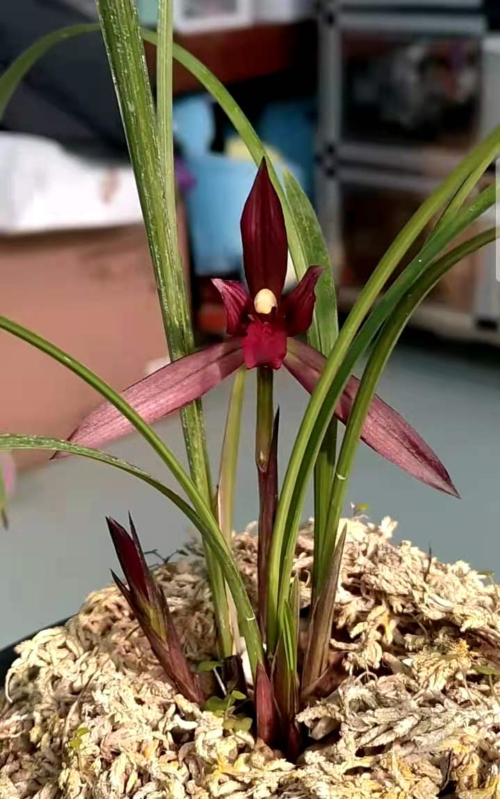 他是国兰大师，但一生酷爱名车，后来用两苗草换了一辆豪车