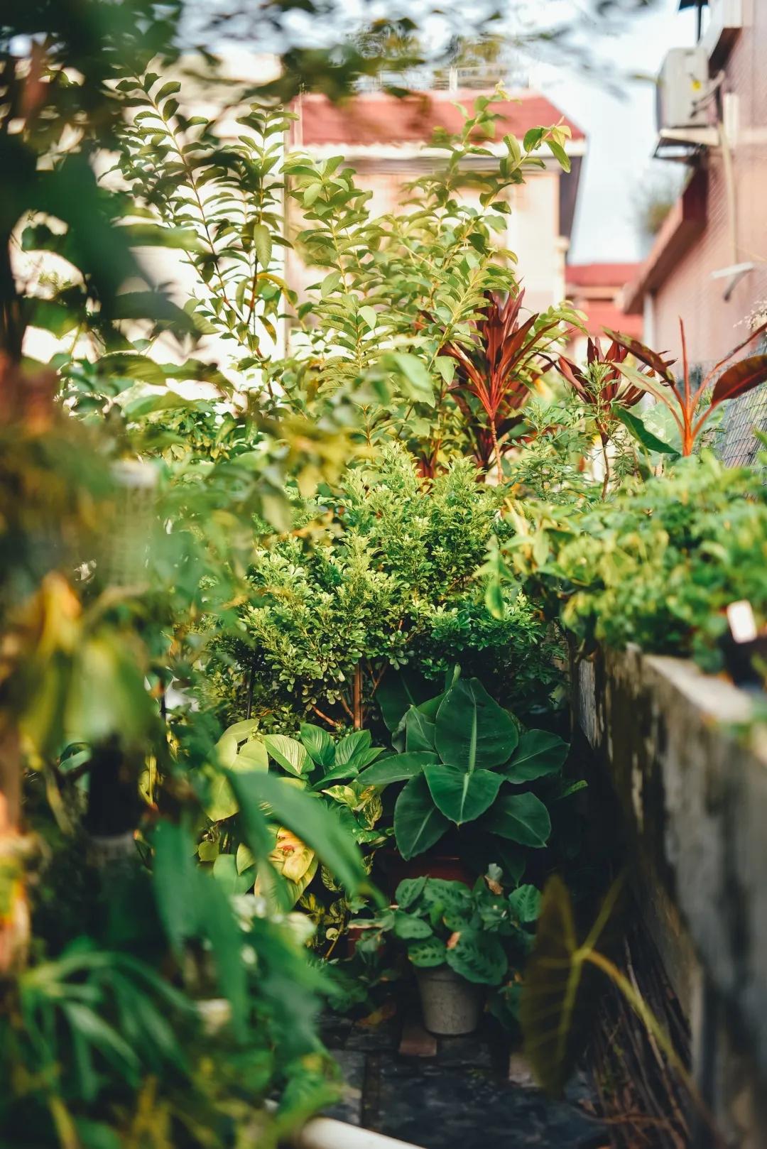 没花园怎么种花？从东北到广东，4位大神在室内种出植物园，绝美