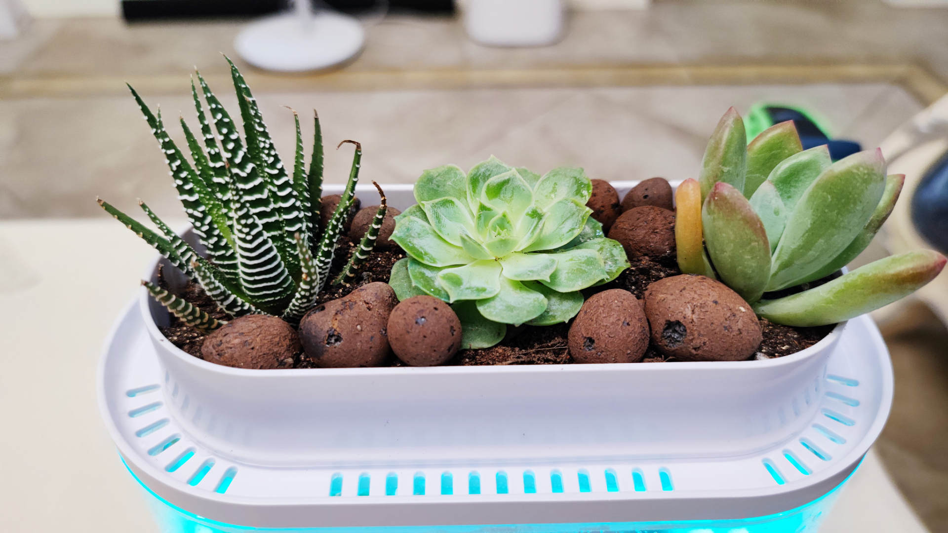 透明小型鱼缸可以养鱼吗,小型鱼缸养鱼知识