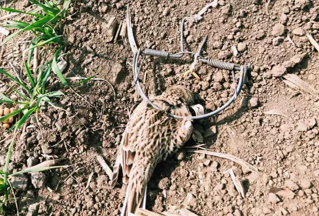 从禾花雀到云雀，又一种鸟快被中国人吃绝种了！