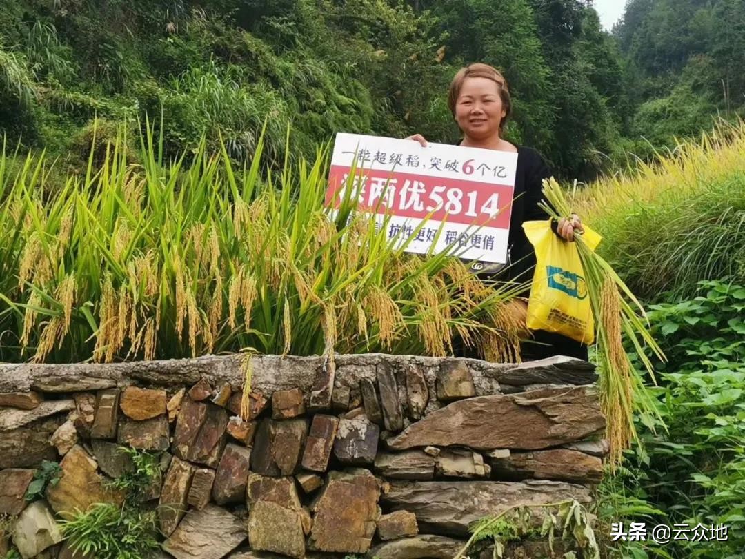 深两优136稻种怎么样,深圳深两优5814超级杂交稻种