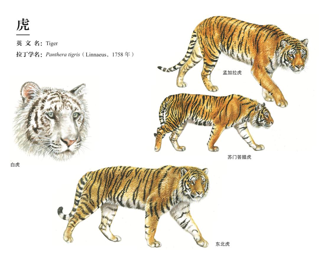 哪种猫最粘人最好养,哪种猫最温顺最粘人还比较便宜