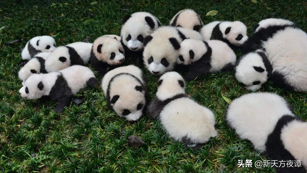 世界上最萌的动物前三名,世界上最呆萌的动物排名