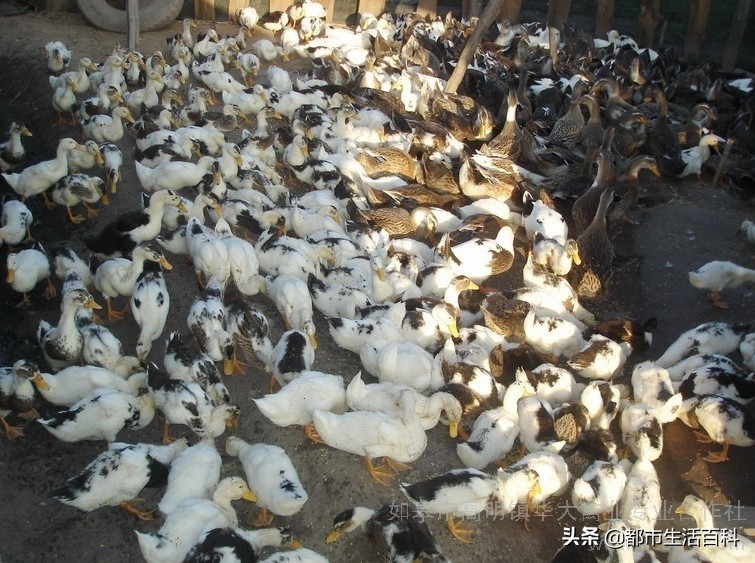 鸭子养殖前景和价格,养殖鸭子前景如何