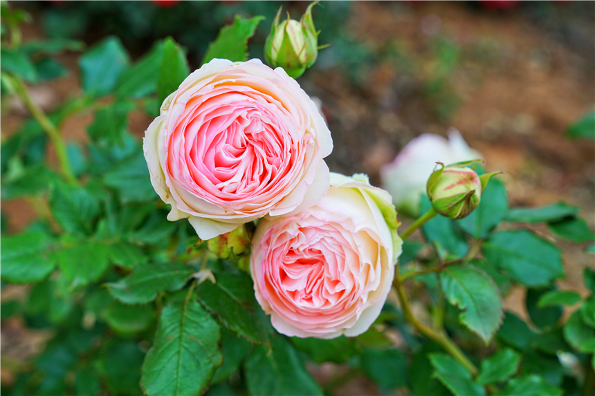 初夏河南,找寻童心,邂逅伏羲山的斜阳,一颗心萌化在云上牧场