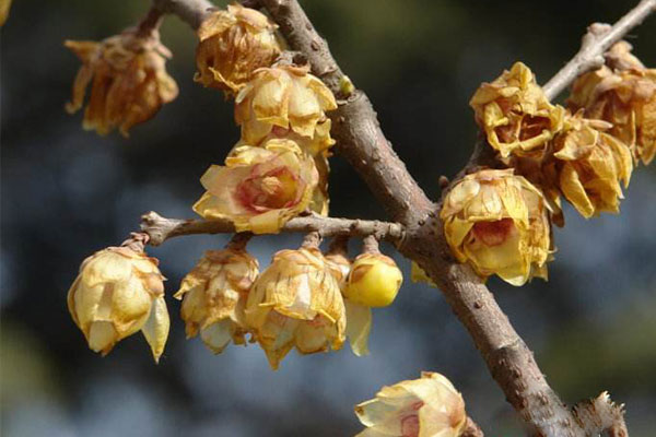 梅花有哪些病虫害,梅花病害及治疗方法