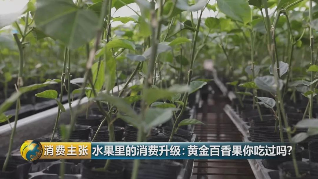 黄金百香果口感和普通百香果有何区别?