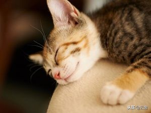 幼猫吃完猫粮便血怎么回事,幼猫吃完羊奶和猫粮拉肚子