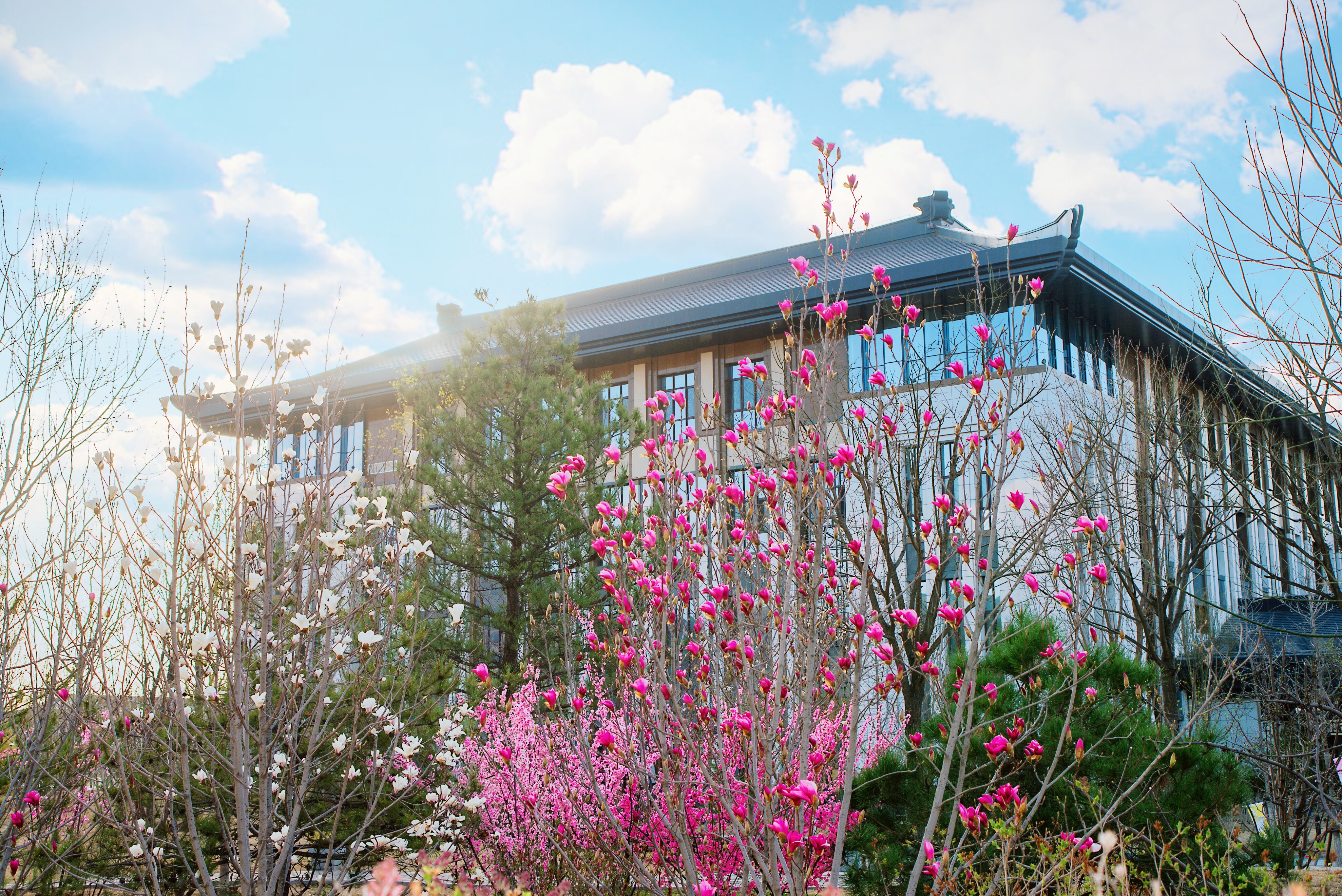 涞源酸浆豆腐的做法视频,野菜豆腐干凉拌