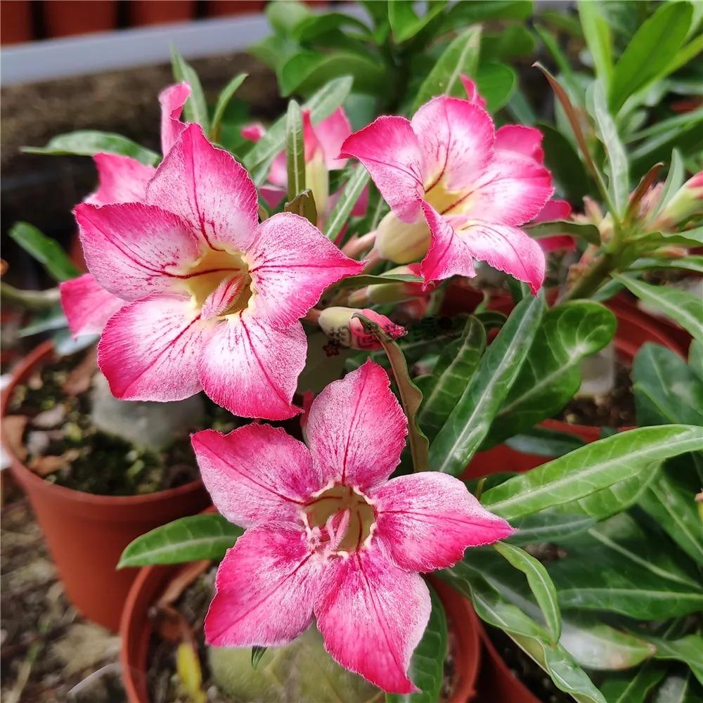 84个沙漠玫瑰品种，收起来慢慢看，待到来年春天选几种喜欢的养